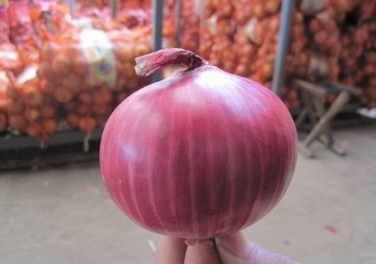 BlackSprutruzxpnew4af onion com tor