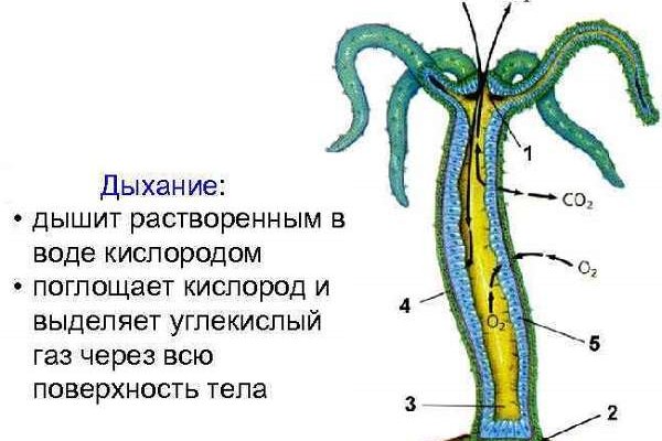 Ссылка блэкспрут для тор